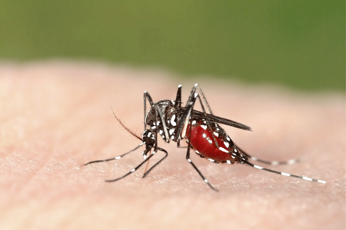 América Latina sufre la mayor epidemia de dengue de las últimas cuatro décadas
