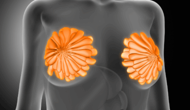Crean un atlas genético completo del ciclo mamario para entender los problemas en la lactancia y el cáncer posparto
