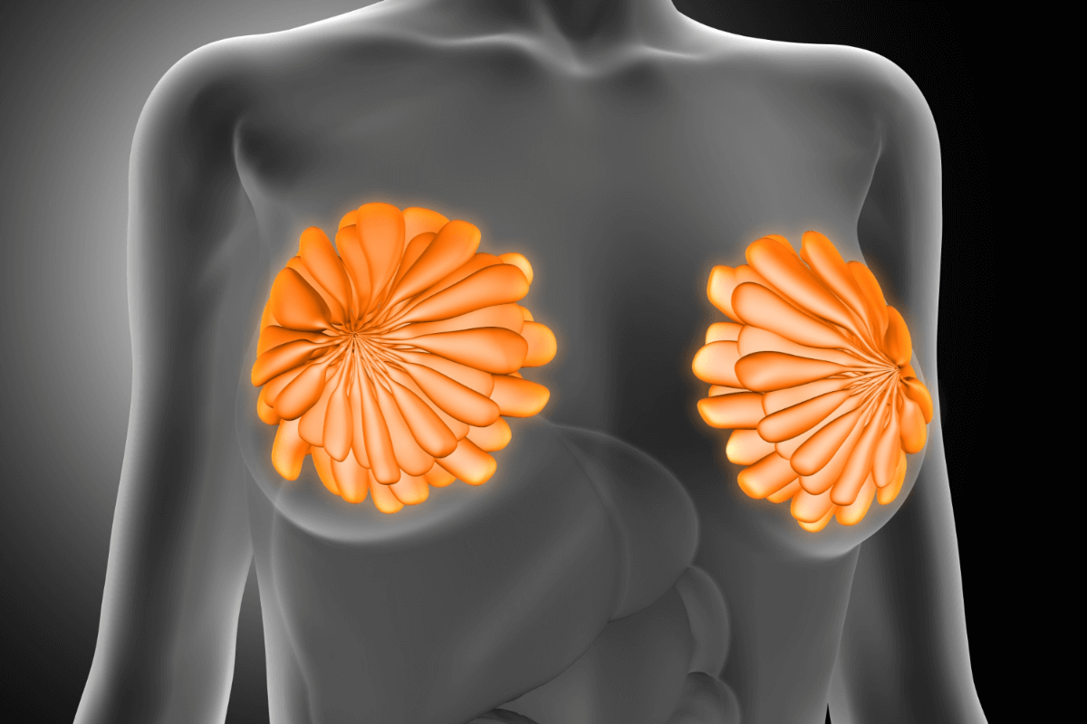 Crean un atlas genético completo del ciclo mamario para entender los problemas en la lactancia y el cáncer posparto
