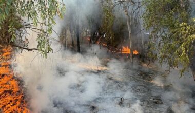 Sale ardiendo la arboleda junto al auditorio Rocío Jurado de la Cartuja