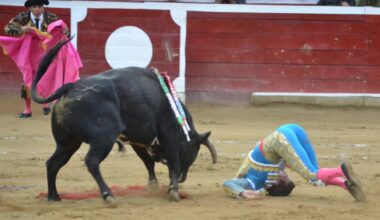 así es la frenética actividad de la enfermería taurina en septiembre