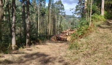 Muere en Riotorto el dueño de una empresa forestal tras ser alcanzado por una procesadora - La Voz de Galicia