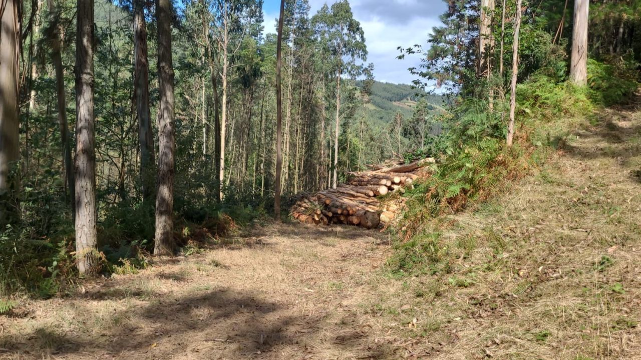 Muere en Riotorto el dueño de una empresa forestal tras ser alcanzado por una procesadora - La Voz de Galicia