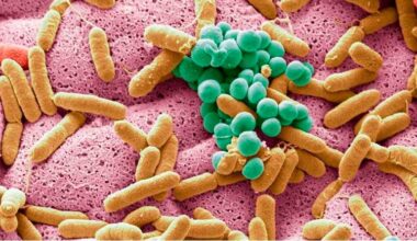 La anemia por falta de hierro tiene también su reflejo en la salud intestinal y su microbiota