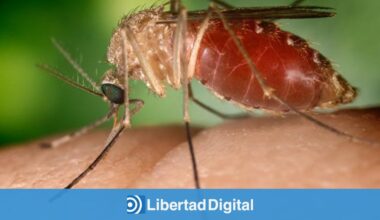 Muere un hombre en Sevilla al que el virus del Nilo dejó tetrapléjico