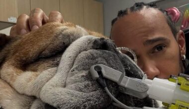 Muere el perro de Hamilton, el más famoso de la F1