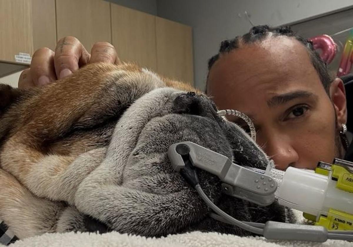 Muere el perro de Hamilton, el más famoso de la F1