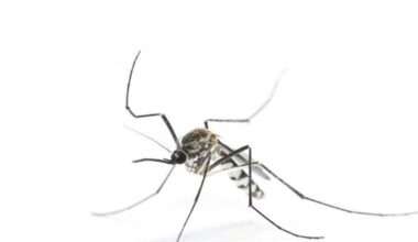 Muere en Badajoz un hombre de 77 años por virus del Nilo, la primera víctima en lo que va de año en España