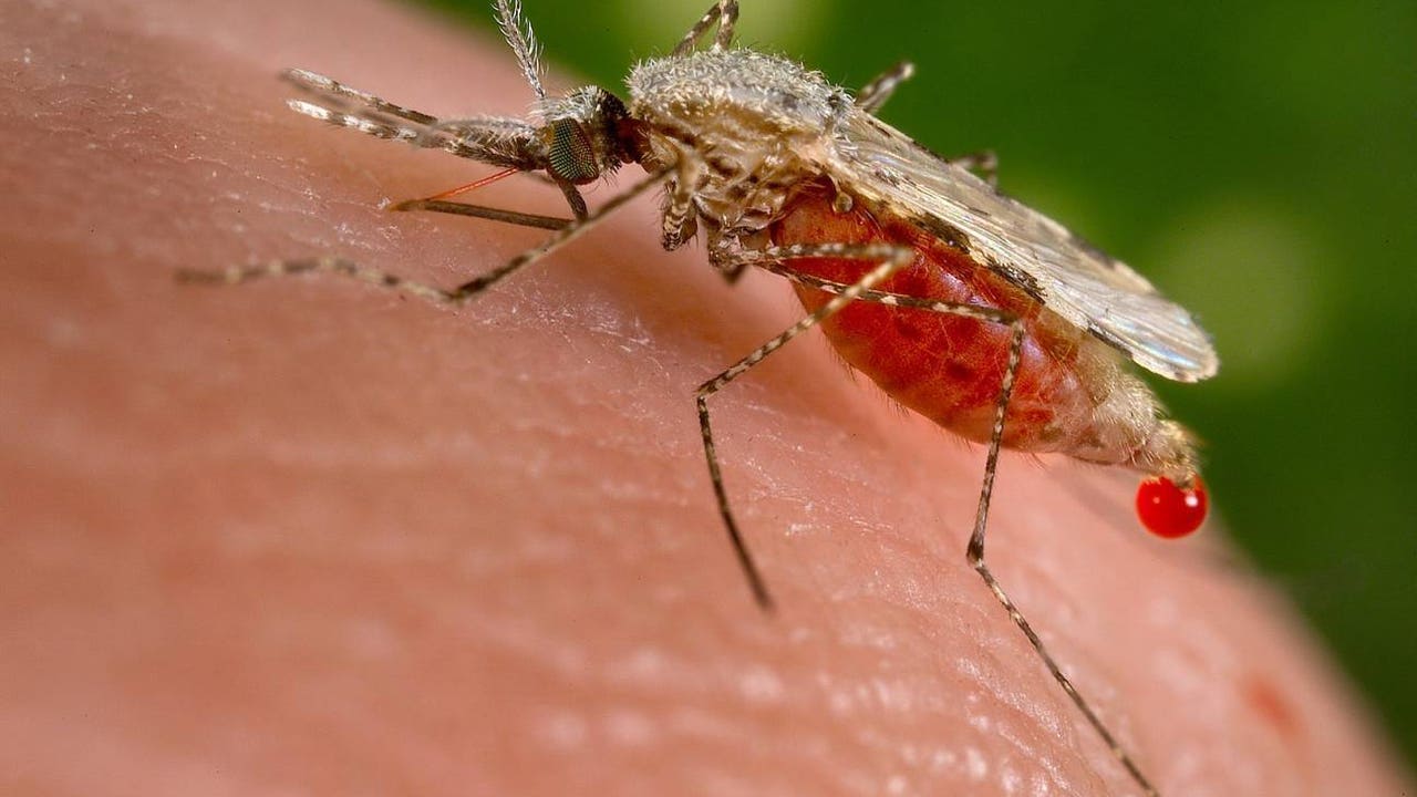 Europa y África se alían para diagnosticar enfermedades desatentadas con IA