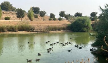 El Ayuntamiento de Sevilla decreta el cierre preventivo de los Jardines del Alcázar y del Parque de Miraflores tras aparecer aves muertas