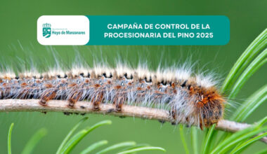 Campaña de control de la procesionaria del pino 2025 en Hoyo de Manzanares