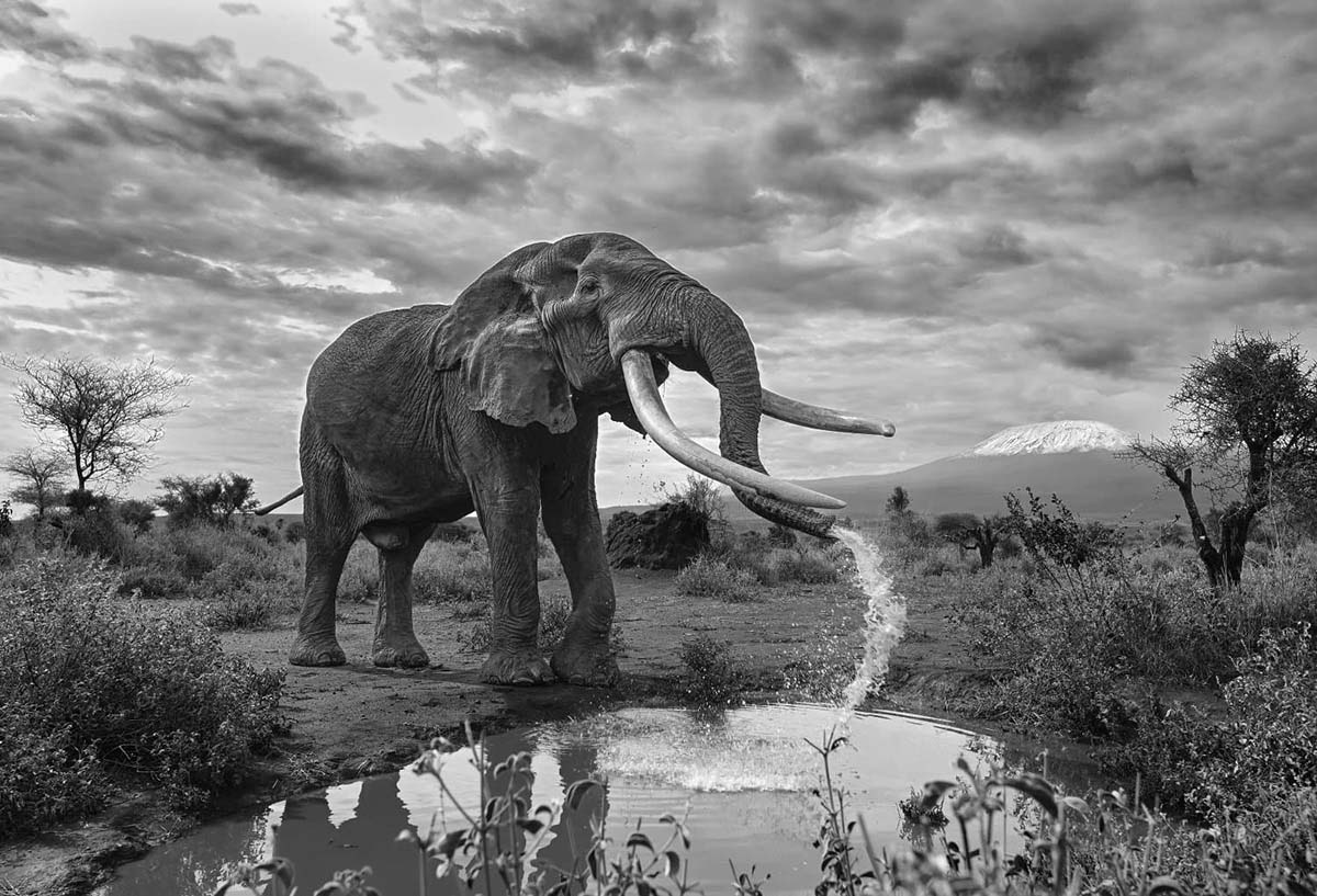 © Rajarshi Banerji – segundo premio Fauna y Flora