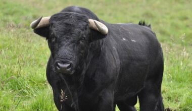 ¿Son los toros de lidia una raza en peligro de desaparecer si no hubiese festejos taurinos? · Maldita.es