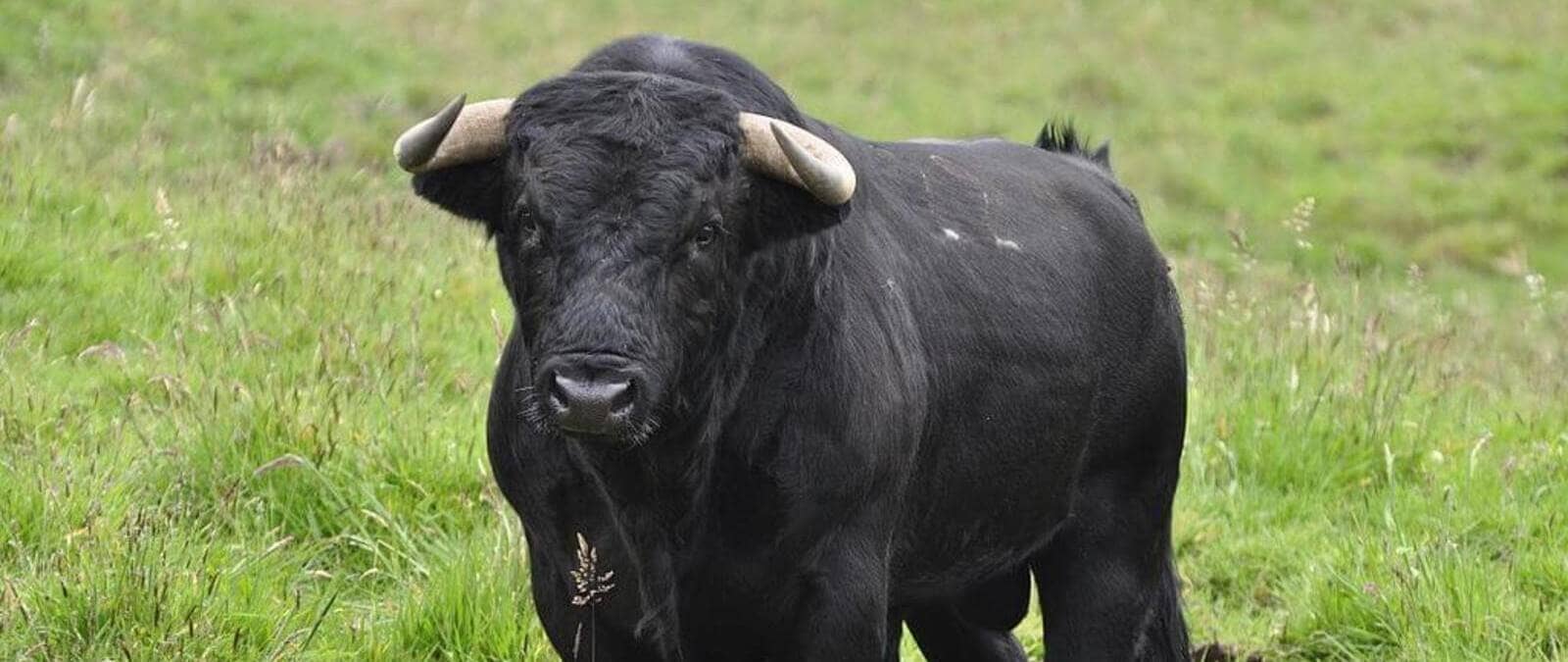 ¿Son los toros de lidia una raza en peligro de desaparecer si no hubiese festejos taurinos? · Maldita.es