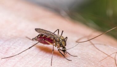En Reino Unido se hacen eco de la advertencia para quienes son picados por estos mosquitos en España