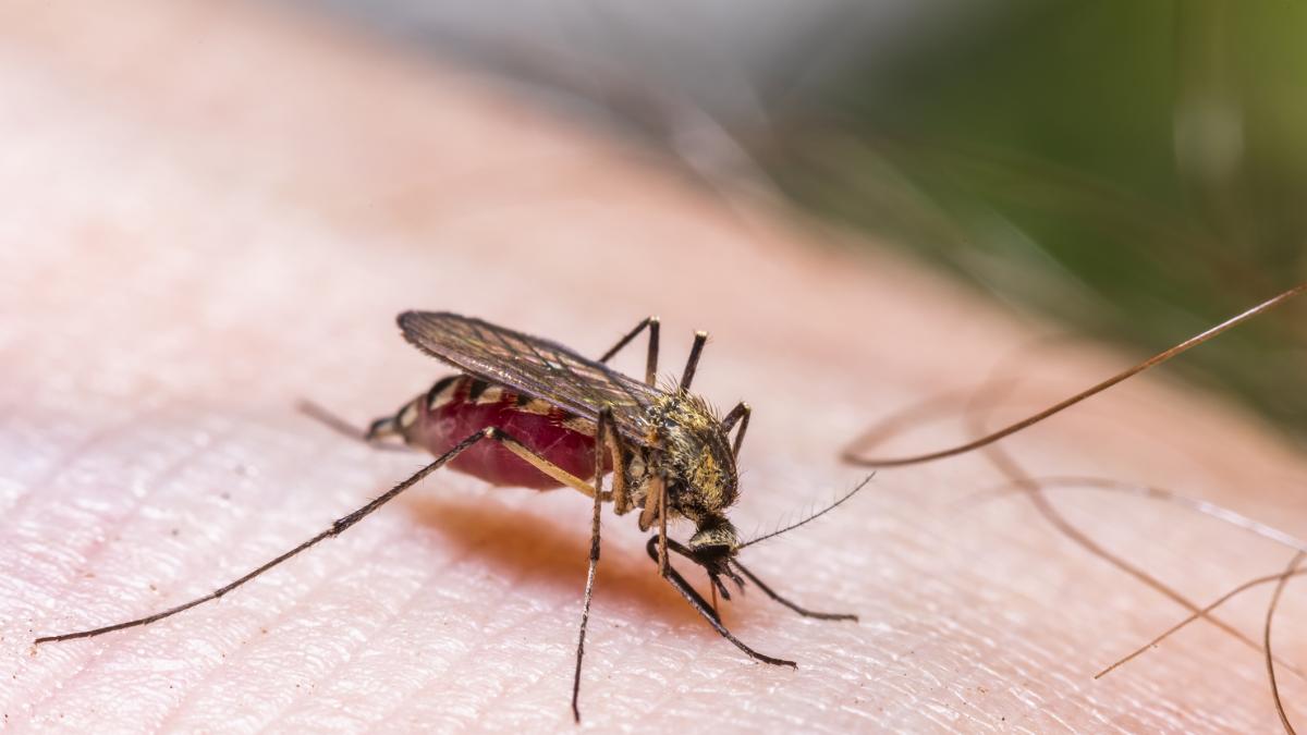En Reino Unido se hacen eco de la advertencia para quienes son picados por estos mosquitos en España