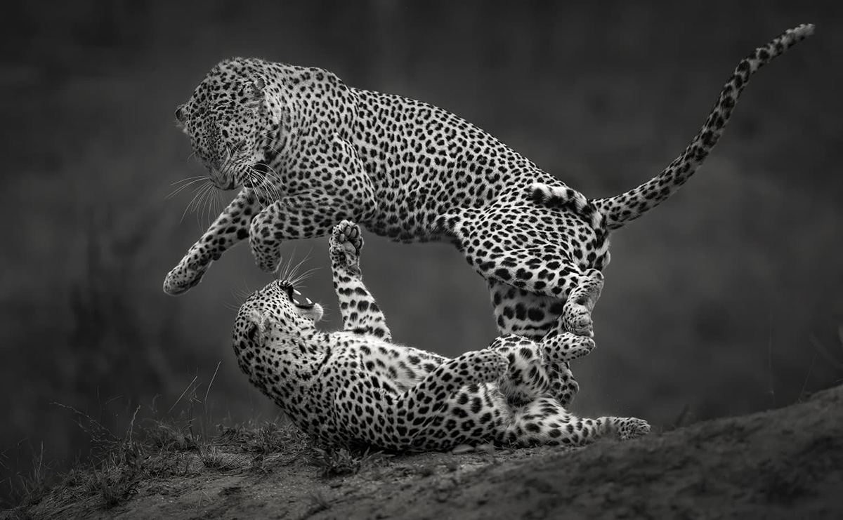 © Willem Kruger