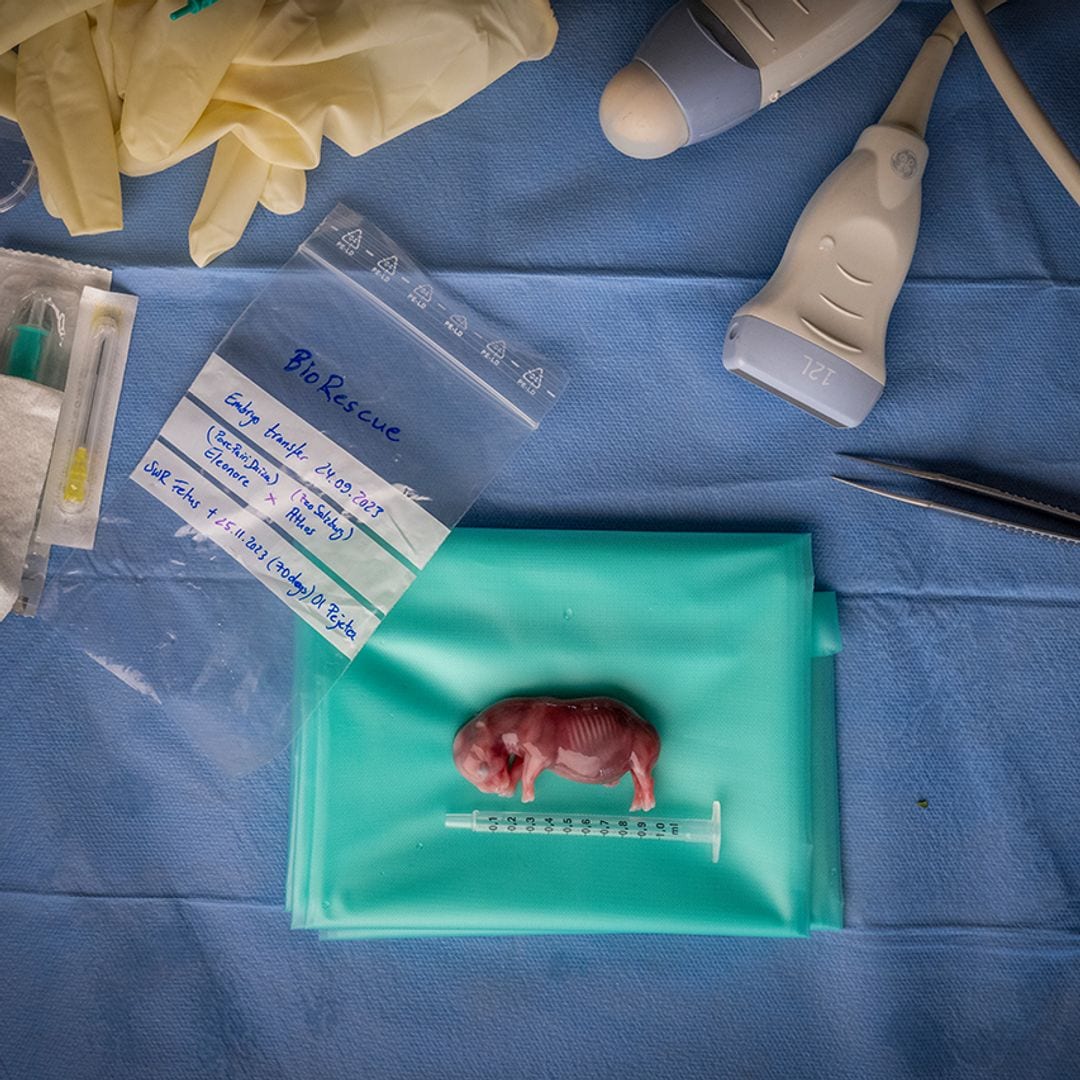 How to Save a Species by Jon A Juárez, Spain