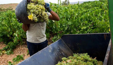 Trabajadores del sector agrícola