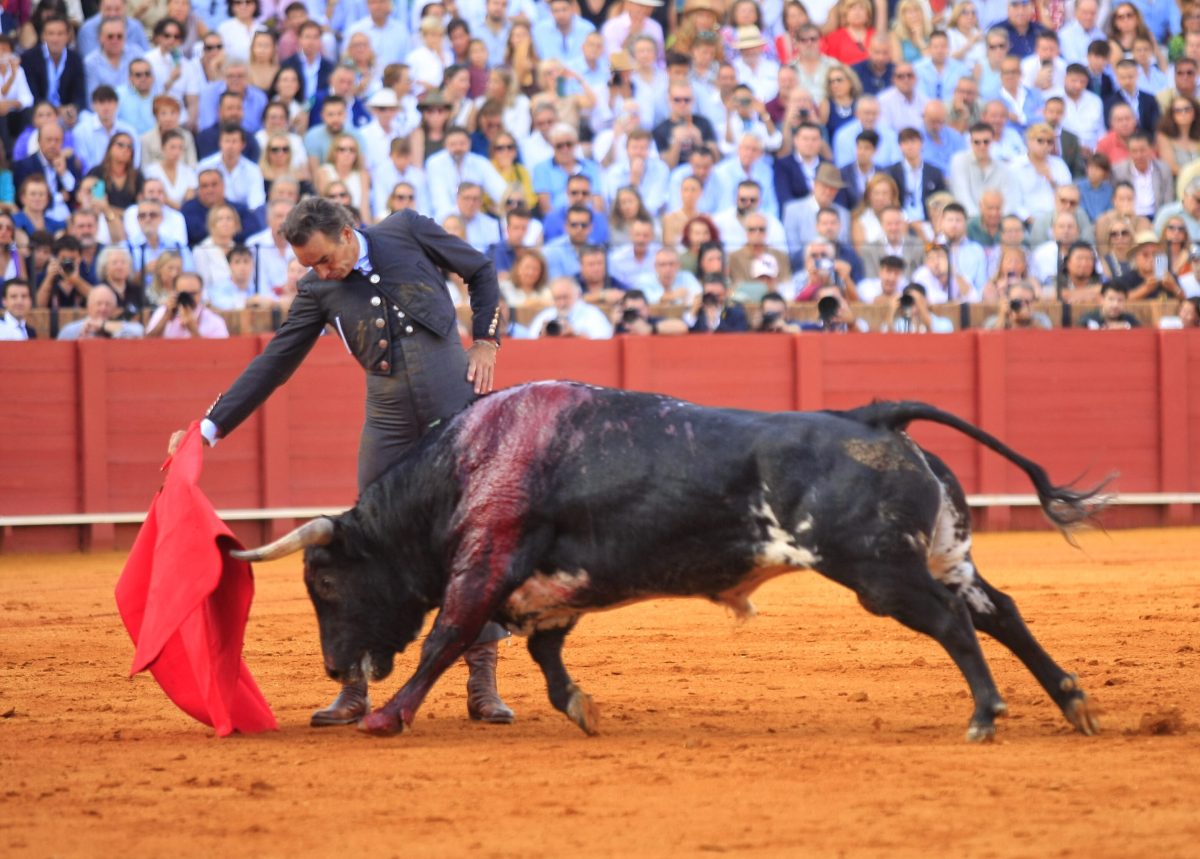 El Cid se recupera de una cornada interna en el muslo derecho