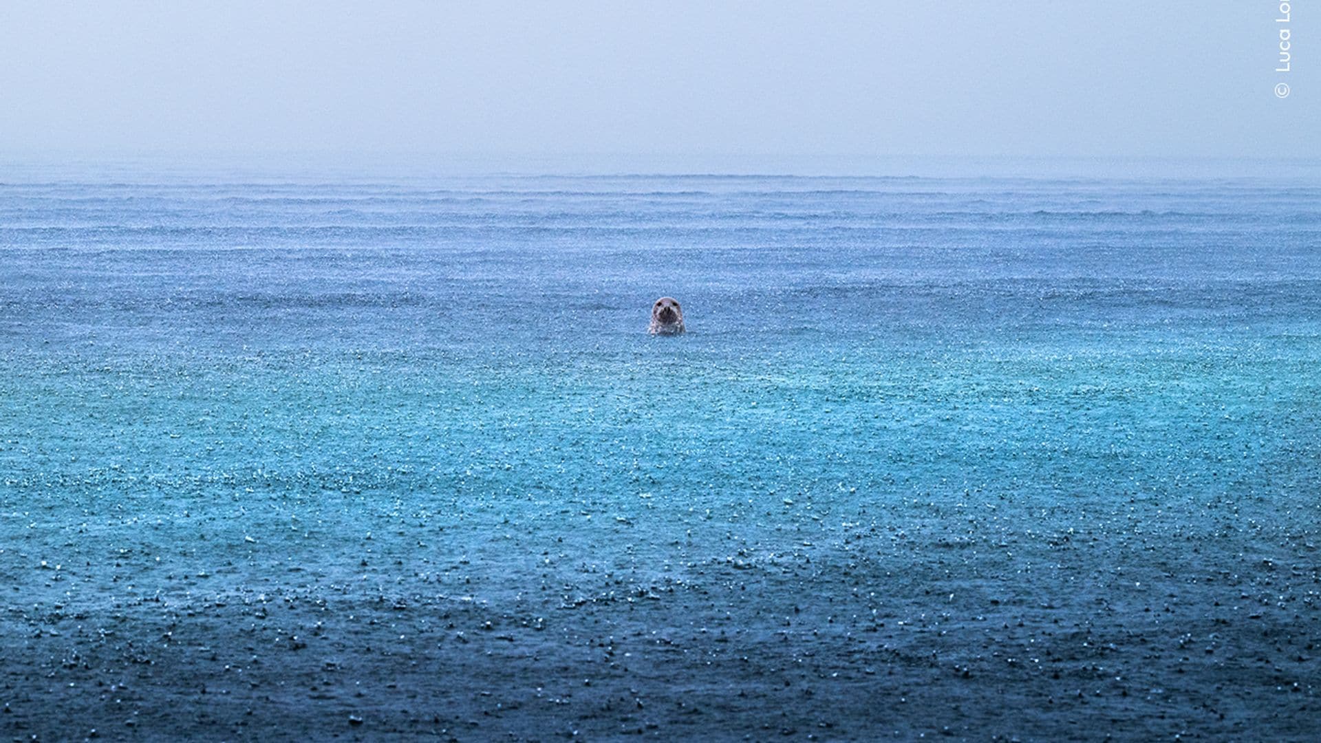 Seal Serenity, by Luca Lorenz