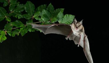 descubren nuevos coronavirus en murciélagos