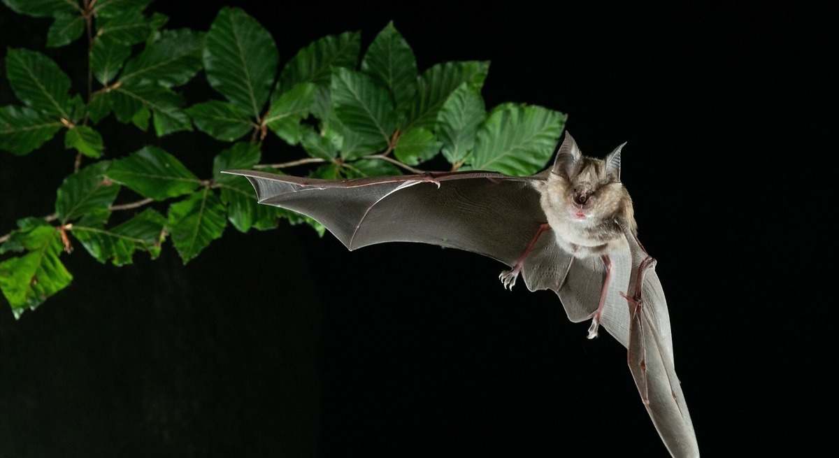 descubren nuevos coronavirus en murciélagos