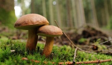 ¿Existían antes los hongos o las plantas? Un estudio revela una diferencia de entre 900 y 1.400 millones de años