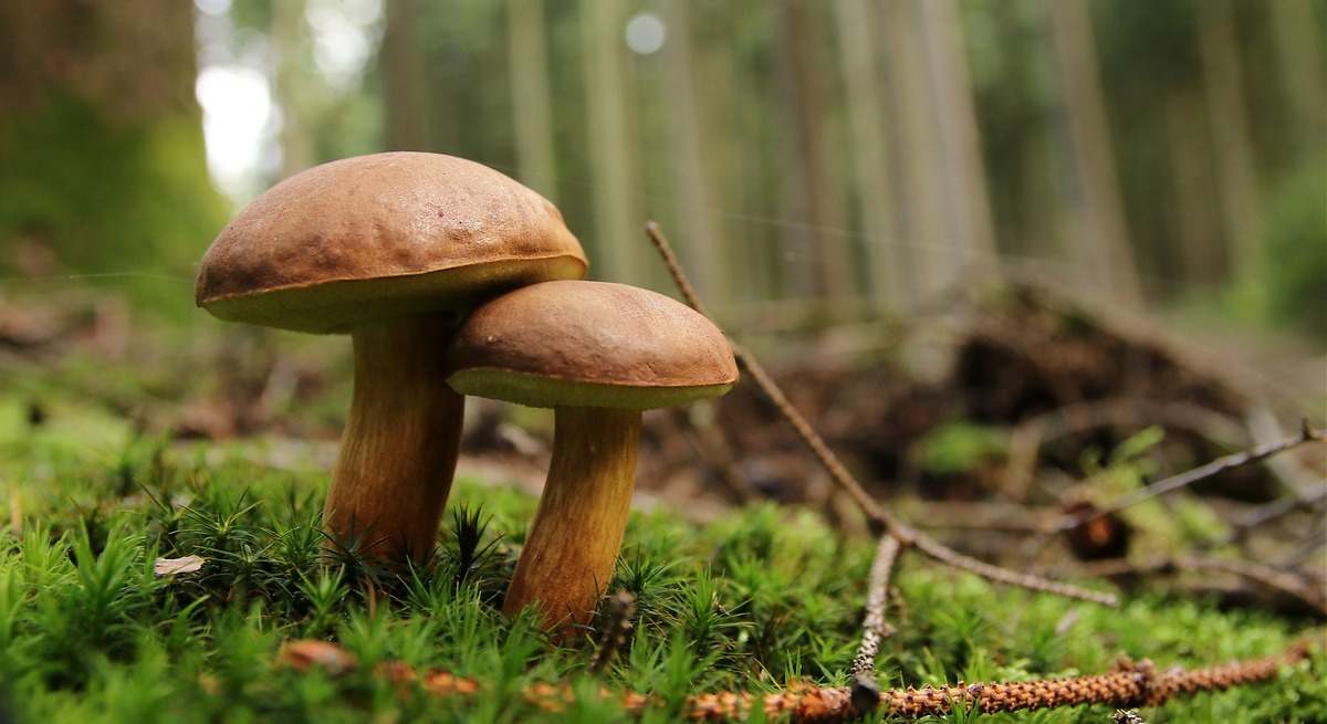 ¿Existían antes los hongos o las plantas? Un estudio revela una diferencia de entre 900 y 1.400 millones de años