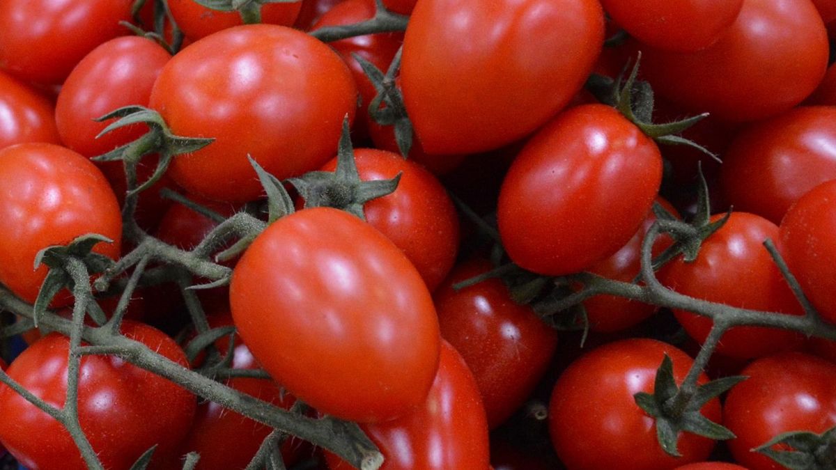Un brote de salmonela enferma a cientos de personas en Europa, apuntan a los tomates sicilianos