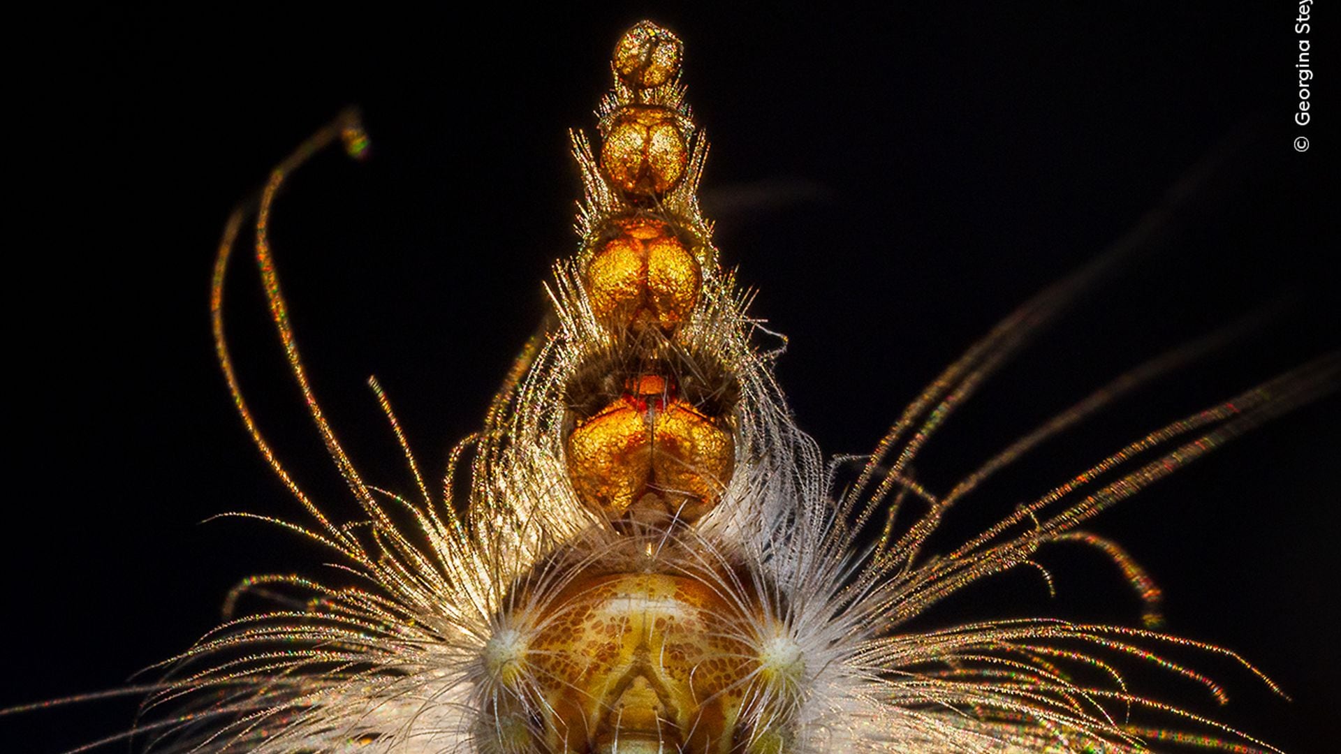Mad Hatterpillar by Georgina Steytler, Australia
Winner, Behaviour: Invertebrates