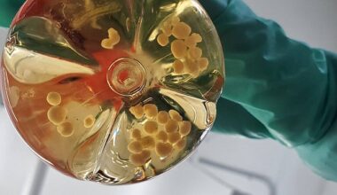 Minicerebros de laboratorio, biotecnología en las fronteras de la neurociencia y la ética