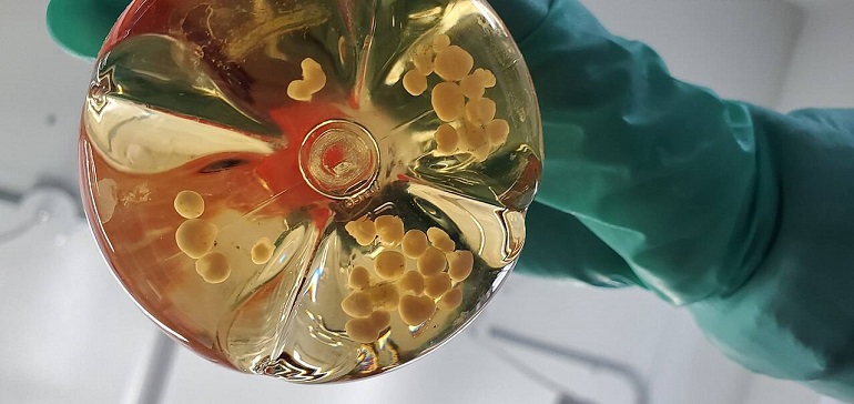 Minicerebros de laboratorio, biotecnología en las fronteras de la neurociencia y la ética