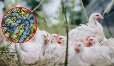 vacunar contra la gripe aviar a quienes están más expuestos al virus, prioriza a trabajadores sanitarios y quienes conviven con animales