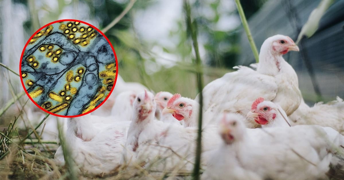 vacunar contra la gripe aviar a quienes están más expuestos al virus, prioriza a trabajadores sanitarios y quienes conviven con animales