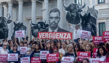 Así se fraguó el volantazo del PSOE con la iniciativa antitaurina: la presión de cuatro federaciones y el "no nos vamos a pegar un tiro en el pie" de Moncloa - El Mundo
