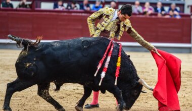 Por fin una novillada "de Madrid"