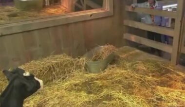 La Granja VIP en vivo hoy: Alfredo Adame duerme con las vacas y se hace viral su plática con ellas