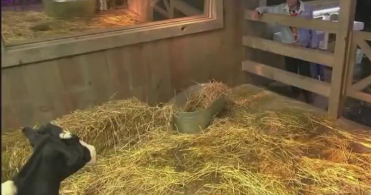 La Granja VIP en vivo hoy: Alfredo Adame duerme con las vacas y se hace viral su plática con ellas