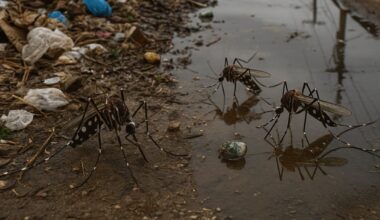 Médicos del IPK informan sobre la propagación del chikungunya y el dengue en Cuba