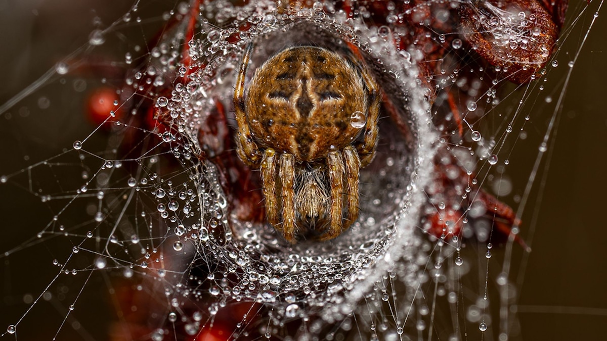 hay dos españoles entre los premiados