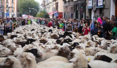 Ovejas, cabras y corredores toman el centro de Madrid con la vuelta de la Fiesta de la Trashumancia y siete carreras populares - El Mundo