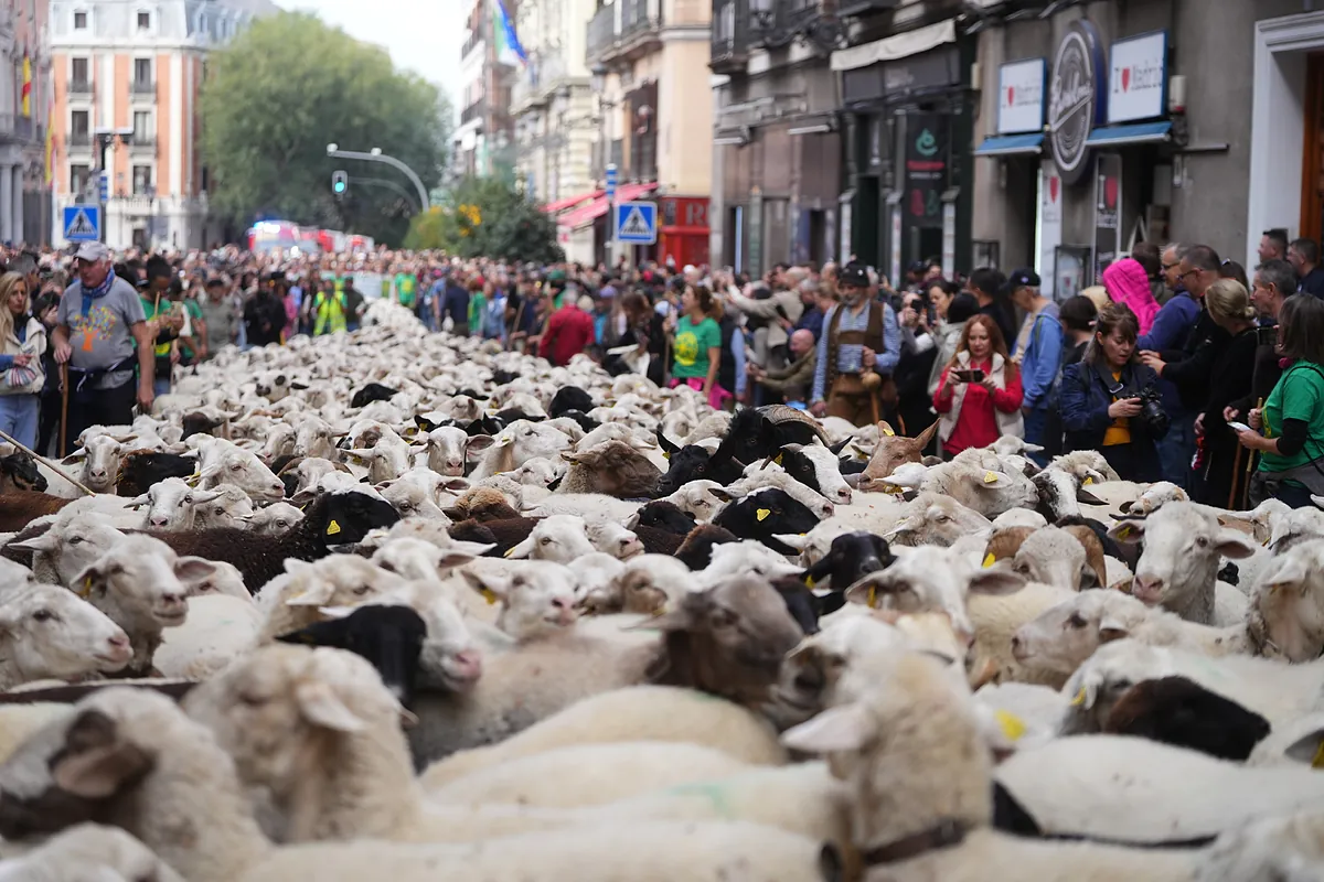Ovejas, cabras y corredores toman el centro de Madrid con la vuelta de la Fiesta de la Trashumancia y siete carreras populares - El Mundo
