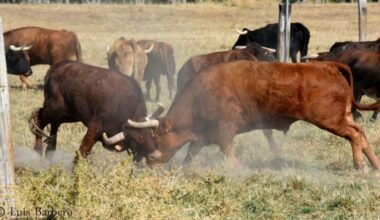 Imanol Sánchez encabezará la jornada con la que Torosocial despedirá la temporada en Arriazu