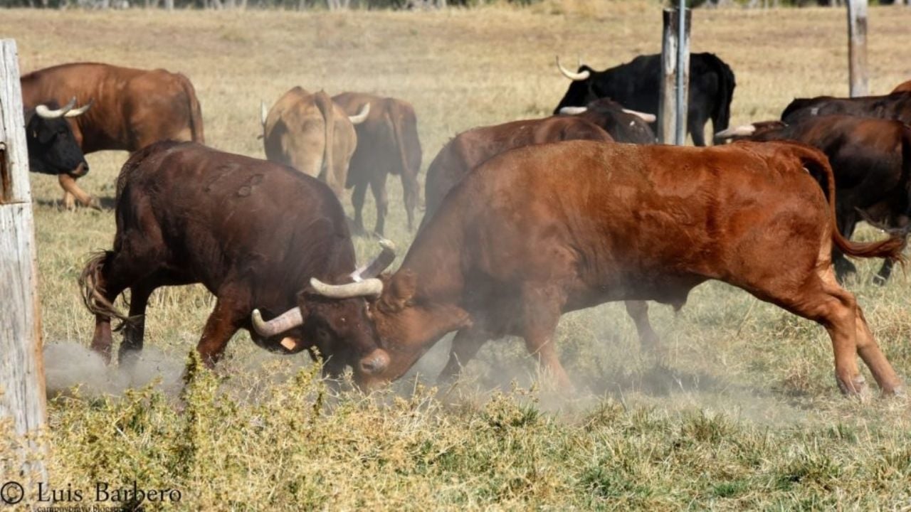 Imanol Sánchez encabezará la jornada con la que Torosocial despedirá la temporada en Arriazu