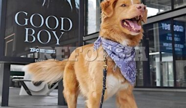 Causa furor perro protagonista de filme de horror 'Good Boy'