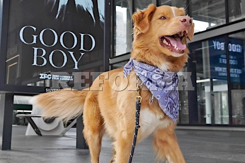 Causa furor perro protagonista de filme de horror 'Good Boy'