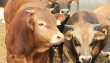 La dermatosis nodular contagiosa en la ganadería española