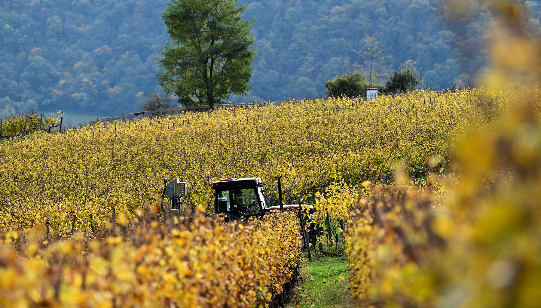 Parliament ready to start talks about simplifying EU agriculture laws | Noticias