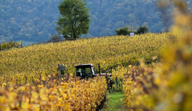 Parliament ready to start talks about simplifying EU agriculture laws | Noticias